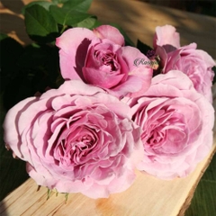 Hoa hồng Lavender Ice
