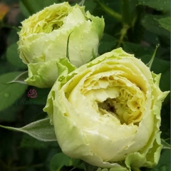 Hoa hồng ngoại Green Romantica rose