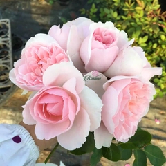 Hoa hồng ngoại Sharifa Asma rose