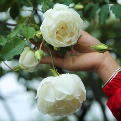 Hoa hồng Bạch Ho cổ - Giống hồng cổ quý của Việt Nam