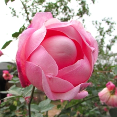 Hoa hồng cổ Sapa - Giống hồng bất hủ mọi thời đại
