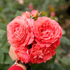 Hoa hồng ngoại Corail Gelee rose