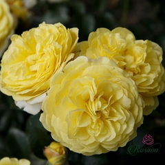 Hoa hồng ngoại Solero rose