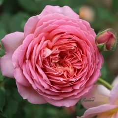 Hoa hồng ngoại Jubilee Celebration rose
