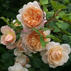 Hoa hồng leo Crocus rose