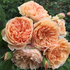 Hoa hồng leo Crown Princess Margareta rose