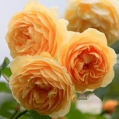 Hoa hồng Golden Celebration rose