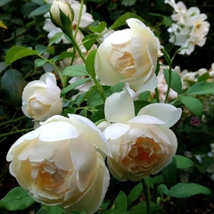 Hoa hồng leo Lichfield Angel rose