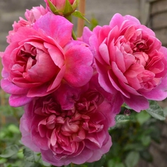 Hoa hồng leo Princess Anne rose