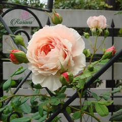 Hoa hồng leo Anh William Morris rose