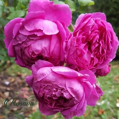 Hoa hồng leo Young Lycidas rose