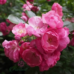 Hoa hồng leo ngoại Angela rose