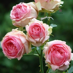 Hoa hồng leo ngoại First Lady rose