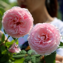 Hoa hồng leo ngoại Gartentraume rose