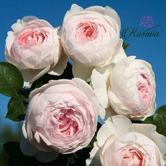 Hoa hồng leo ngoại Herzogin Christiana rose