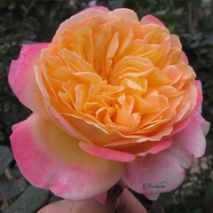 Hoa hồng leo ngoại Kordes’ Jubilee rose