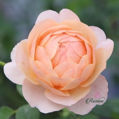 Hoa hồng leo Peter-Paul Rubens rose