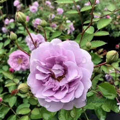 Hoa hồng leo ngoại Rainy Blue rose