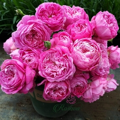 Hoa hồng leo Nhật For Your Home rose