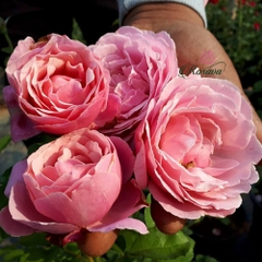 Hoa hồng leo Pháp Chant Rose Misato rose