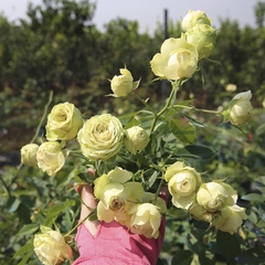 Hoa hồng leo Pháp Lovely Green rose