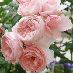 Hoa hồng leo Pháp Nahema rose