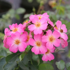 Hoa hồng leo Pháp Phlox Meidiland rose