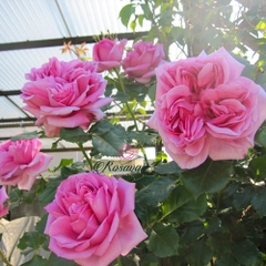 Hoa hồng leo Pháp Rose Pompadour rose