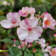 Hoa hồng leo Pháp Sweet Pretty rose