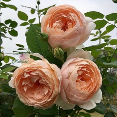 Hoa hồng Anh David Austin Ambridge rose