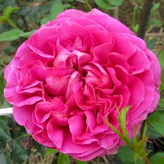 Hoa hồng Bernadette Lafont rose