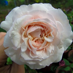 Hoa hồng ngoại De Cheryl rose