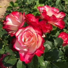 Hoa hồng ngoại Double Delight rose