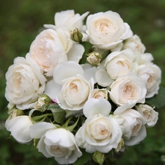 Hoa hồng ngoại Fair Bianca rose