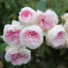 Hoa hồng ngoại Fun Jwan Lo rose