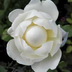 Hoa hồng David Austin Glamis Castle rose