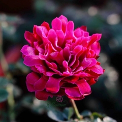 Hoa hồng ngoại Glamorous Ruffle rose