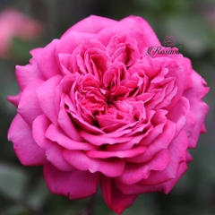Hoa hồng ngoại Hector rose