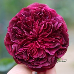 Hoa hồng ngoại Anh William Shakespeare 2000 rose