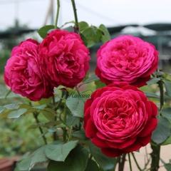 Hoa hồng Nhật Jardin Parfume rose