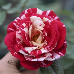 Hoa hồng ngoại Julio Iglesias rose