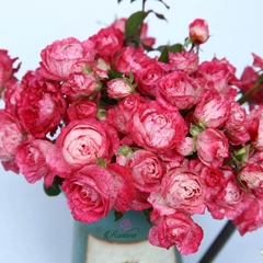 Hoa hồng Nhật Lady Candle rose