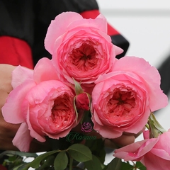 Hoa hồng Mỹ Lady Heirloom rose