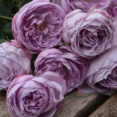 Hoa hồng ngoại Lapis Lazuli rose