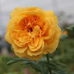 Hoa hồng ngoại Anh Leah Tutu rose