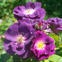 Hoa hồng ngoại Midnight Blue rose