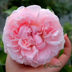 Hoa hồng ngoại Miranda rose
