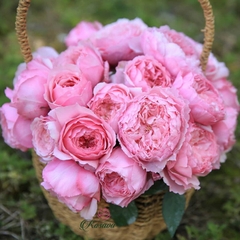Hoa hồng ngoại Misaki