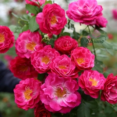Hoa hồng ngoại Muriel Robin rose