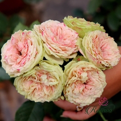 Hoa hồng ngoại Pompon Veranda rose